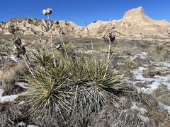 Yucca glauca