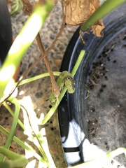 Eupanacra