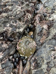 Anthopleura xanthogrammica