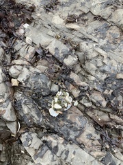 Anthopleura xanthogrammica