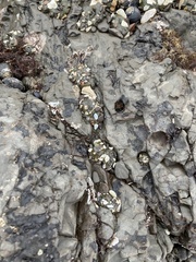 Anthopleura xanthogrammica