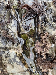 Anthopleura xanthogrammica