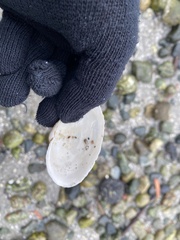 Mya arenaria