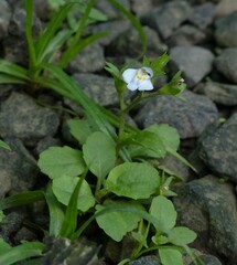 Mazus pumilus