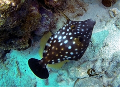 Cantherhines macrocerus