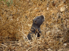 Spalacopus cyanus