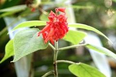 Salvia splendens