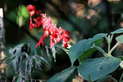 Salvia splendens