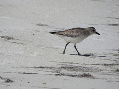 Pluvialis squatarola