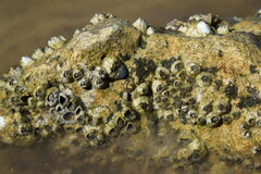 Amphibalanus amphitrite