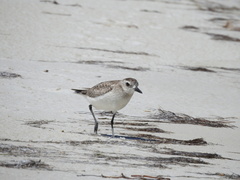 Pluvialis squatarola