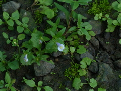 Mazus pumilus
