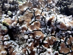 Lecanora kohu