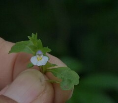 Mazus pumilus
