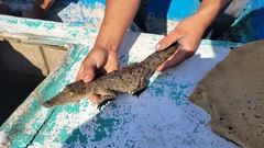 Crocodylus acutus
