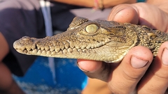 Crocodylus acutus
