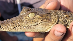 Crocodylus acutus