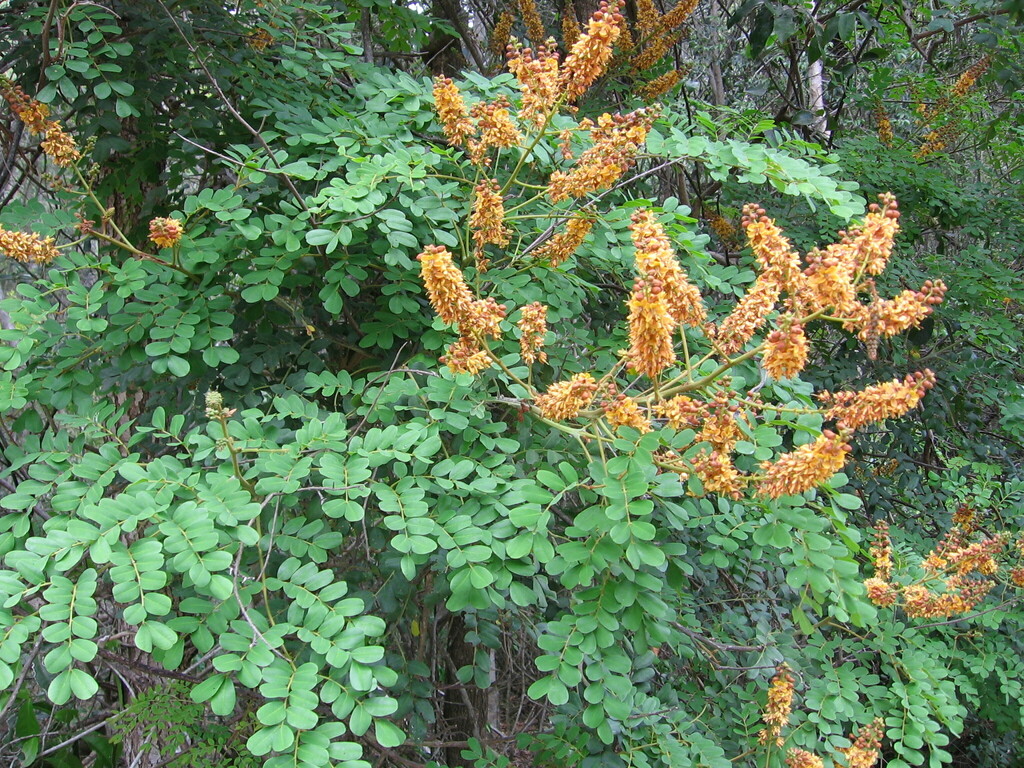 large prickle vine