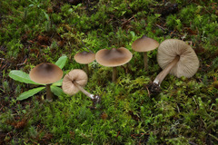 Entoloma subcapitatum