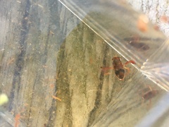 Hesperocorixa brimleyi