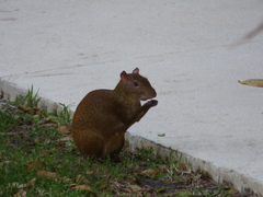 Dasyprocta fuliginosa