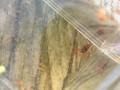 Hesperocorixa brimleyi