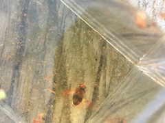 Hesperocorixa brimleyi