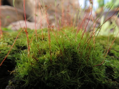 Leptobryum pyriforme