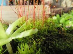 Leptobryum pyriforme