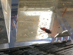 Hesperocorixa brimleyi