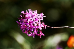 Epidendrum arachnoglossum