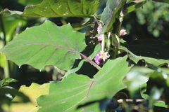 Solanum quitoense