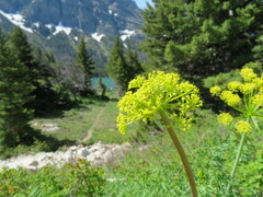 Lomatium multifidum