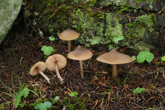Entoloma subcapitatum