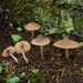 Entoloma subcapitatum - Photo (c) RHMorrison, some rights reserved (CC BY-NC), uploaded by RHMorrison