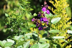 Pleroma heteromallum