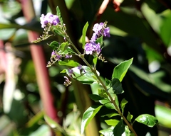 Duranta erecta