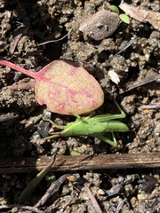 Atractomorpha australis