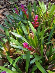Aechmea weilbachii