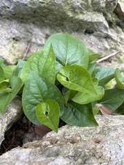 Viola missouriensis