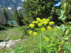 Lomatium multifidum