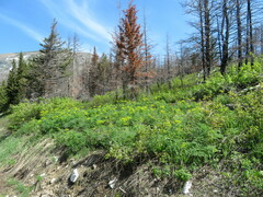 Lomatium multifidum