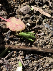 Atractomorpha australis