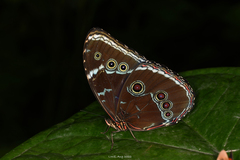 Morpho helenor theodorus