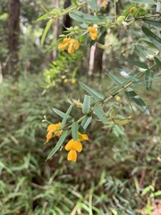 Podolobium aciculiferum