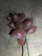 Astragalus magdalenae