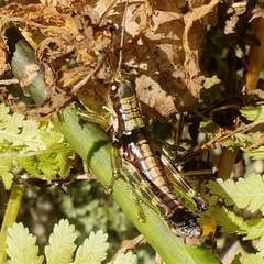 Booneacris glacialis