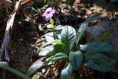 Browallia americana