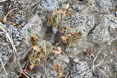 Datura discolor