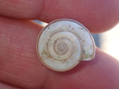 Sonorelix borregoensis